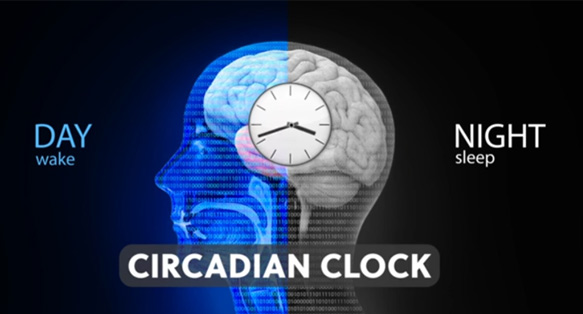 Circadian Clock