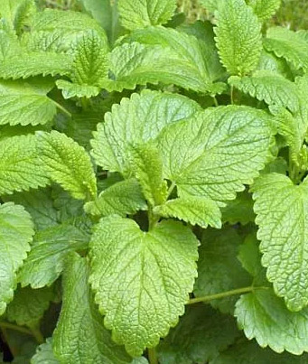 Lemon Balm